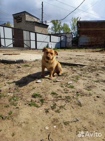 Коротколапый мальчишка