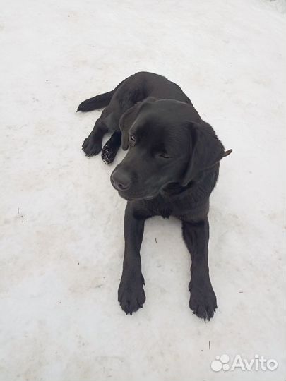 Отдам в добрые руки лабрадора