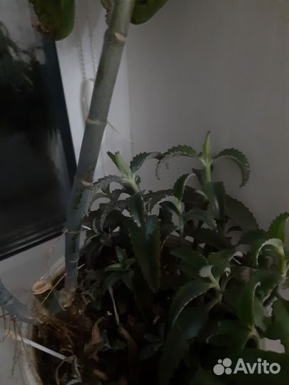 Каланхое лечебное