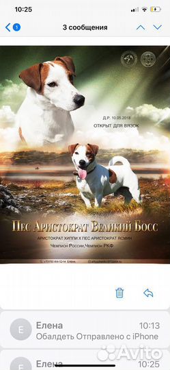 Щенки джек рассел терьер гладкошерстный