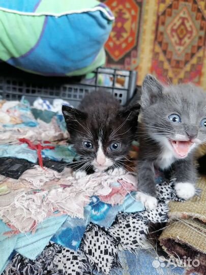 Кошки бесплатно