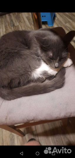 Кошечка ищет новый дом