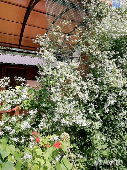 Клематис жгучий мелкоцветковый