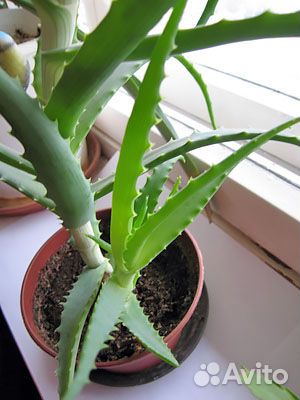 Продам алоэ