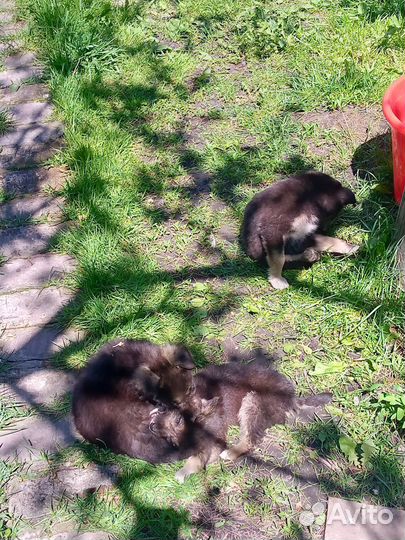 Щенят отдам в добрые руки