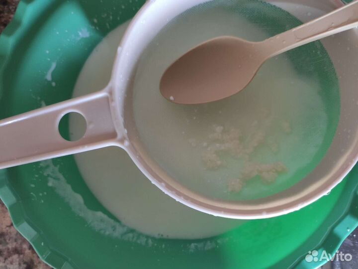 Молочный тибетский гриб