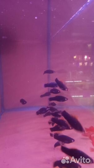 Рыбки- меч красный и черный/ флаги вилки