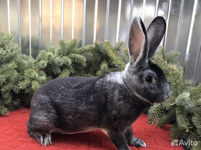 Кролики рекс кастор, шиншилловый