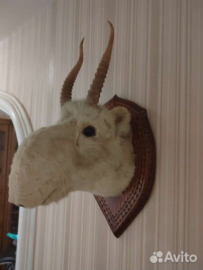 Чучело кабана