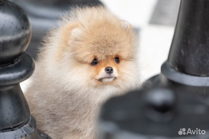 Шикарный щенок шпица