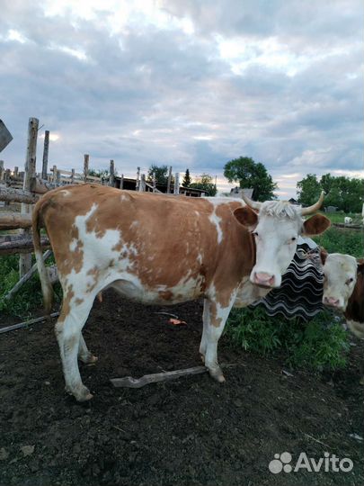 Корова с теленком