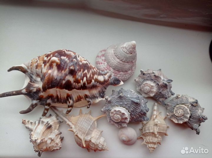 Ракушки для аквариума/украшения для аквариума