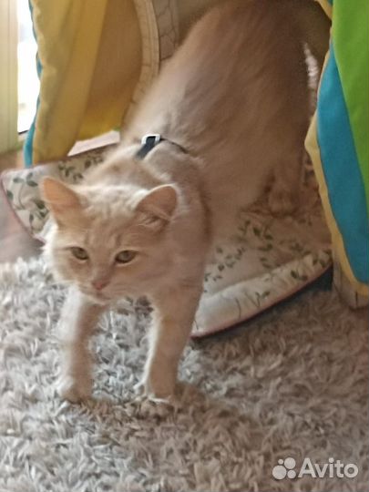 Кот в добрые руки