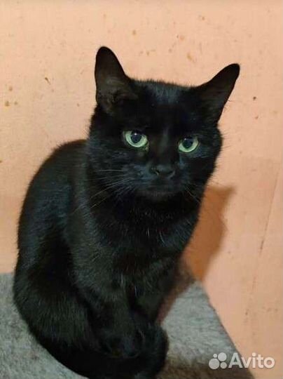 Приют Кошкин дом ждёт Вас