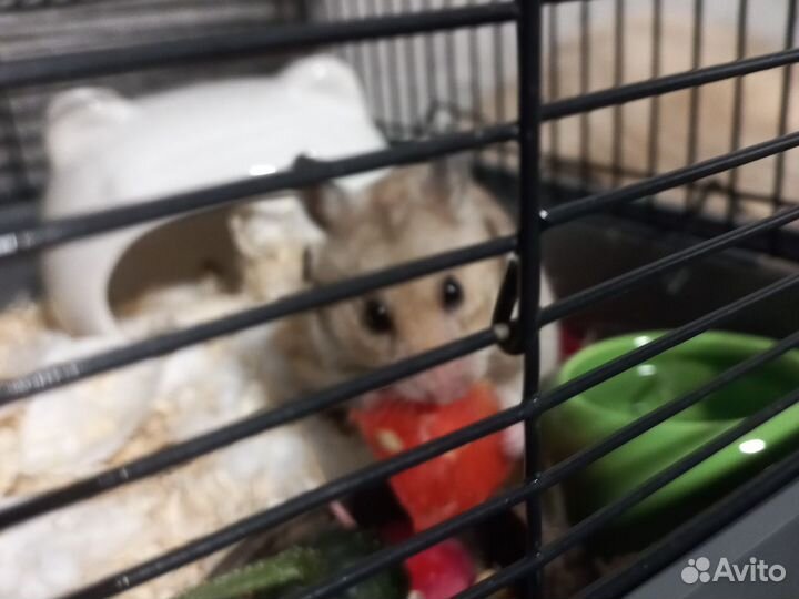 Хомяк с клеткой бесплатно