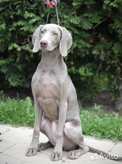 Веймаранер