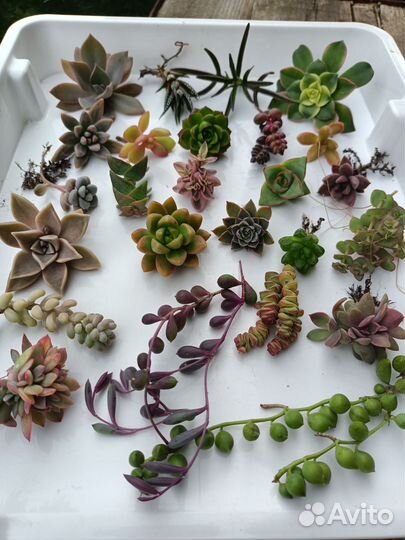 Суккуленты набор
