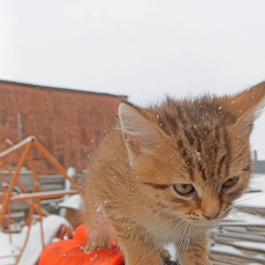 Котенок девочка 1 месяц