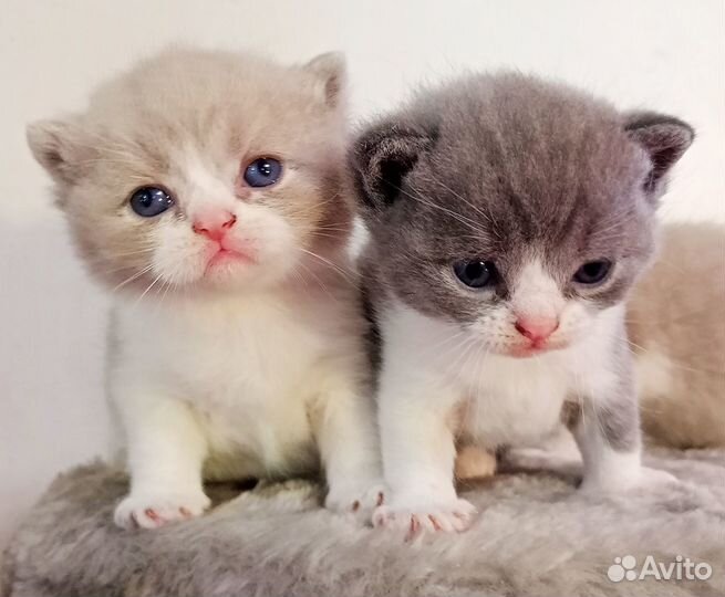 Настоящие шотландские/шиншила котята