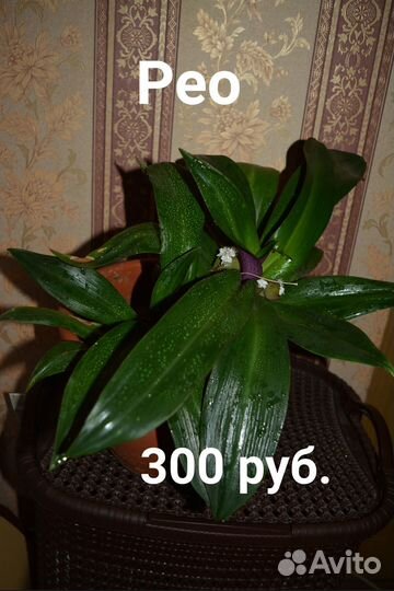 Алое, Хлорофитум, Решки