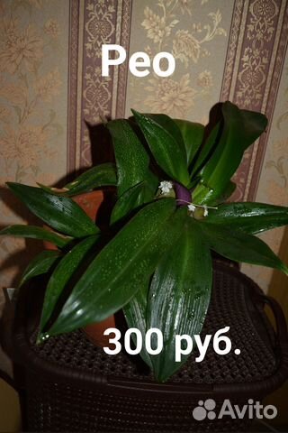 Алое, Хлорофитум, Решки