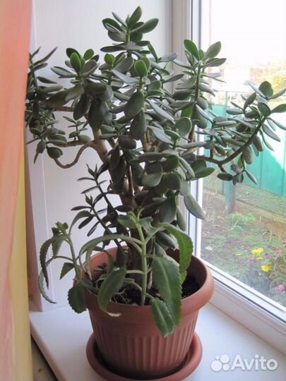 Денежное дерево