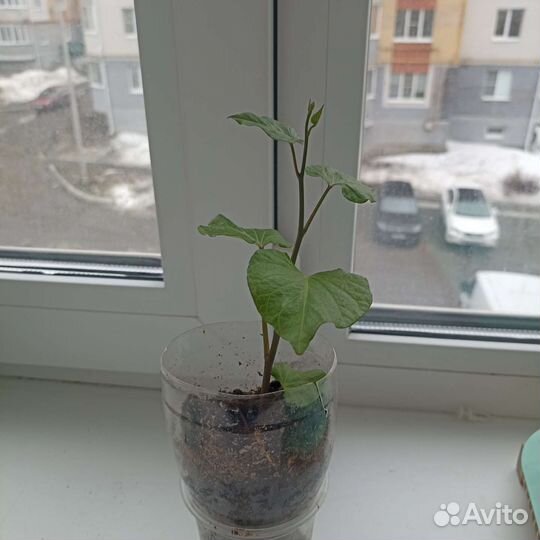 Рассада батат. Сорт Борегард