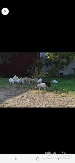 В добрые руки