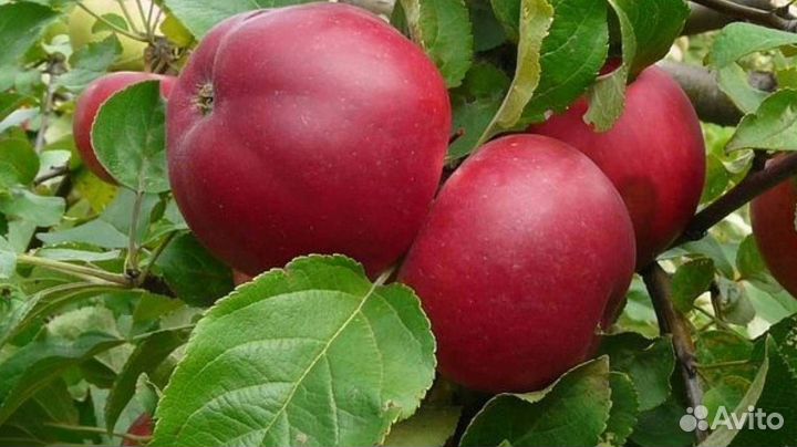 Саженцы яблони Веньяминовское