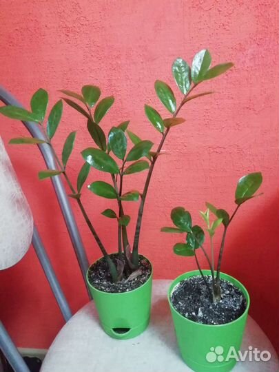 Замиокулькас