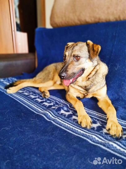 Собака в добрые руки отдам бесплатно из прита