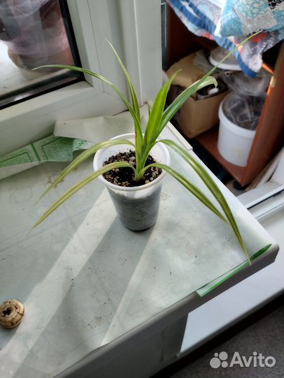 Комнатные цветы