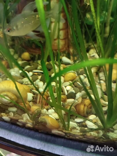 Улитки аквариумные