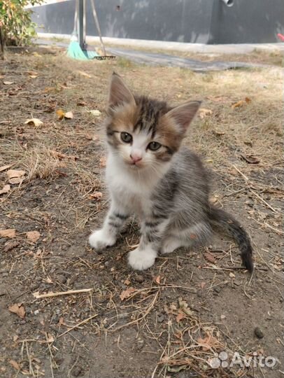 Мальчик,без породы, игривый