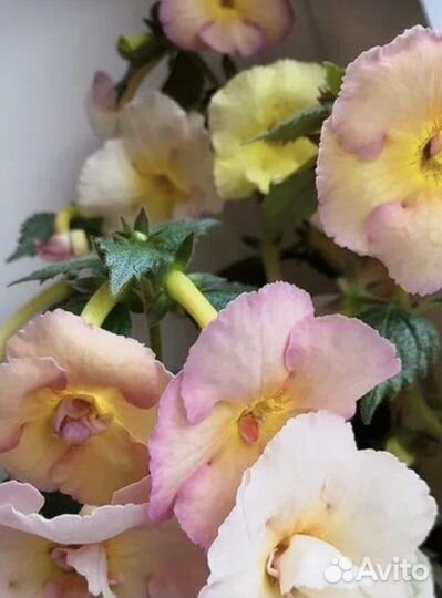 Ахименес Yellow English Rose. каллы Розовые