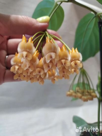 Хойи Лазианта, Акута, Waymaniae Malaisia