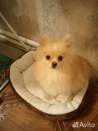 Немецкий шпиц