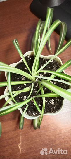 Хлорофитум кудрявый