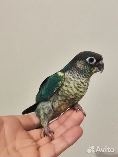 Попугай Пиррура малине