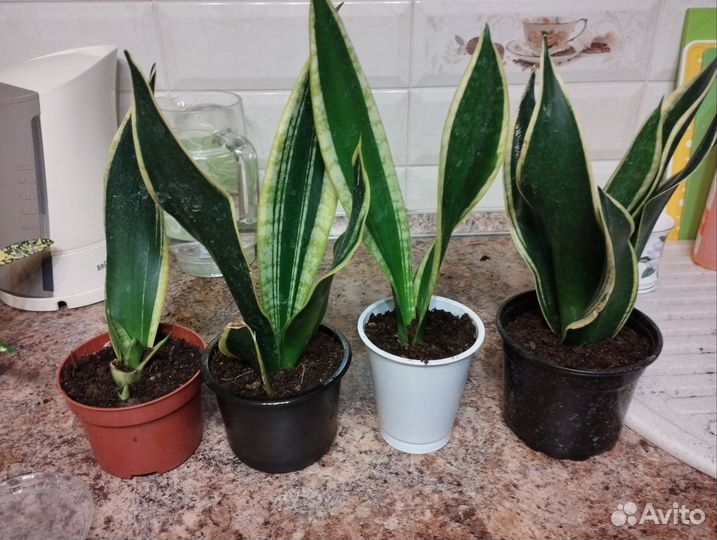 Сансевиерия Night Shade