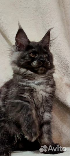 Котята мейн-кун