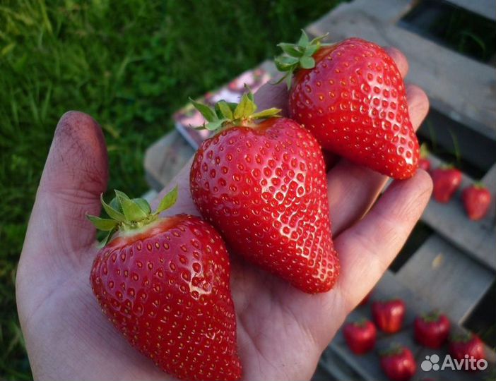 Саженцы Клубника Альба 5 шт