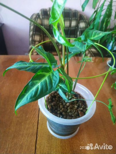 Комнатные растения. Эхмея. Монстера, драцена