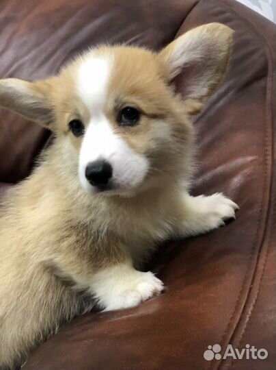 Малышка Вельш Корги Пемброк