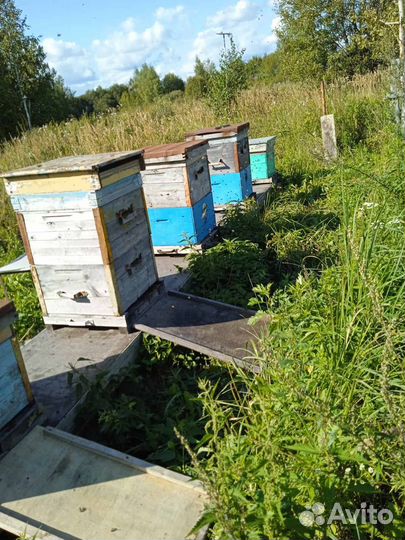 Продается пасека