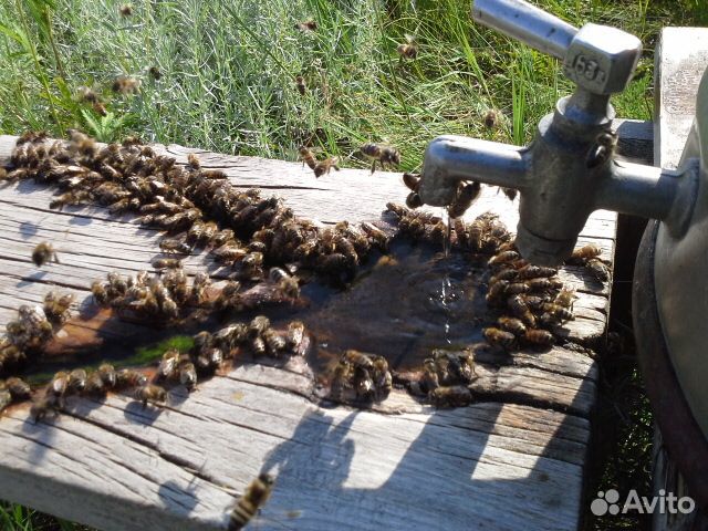 Пчелы, Пчелосемьи, Отводки, Ульи
