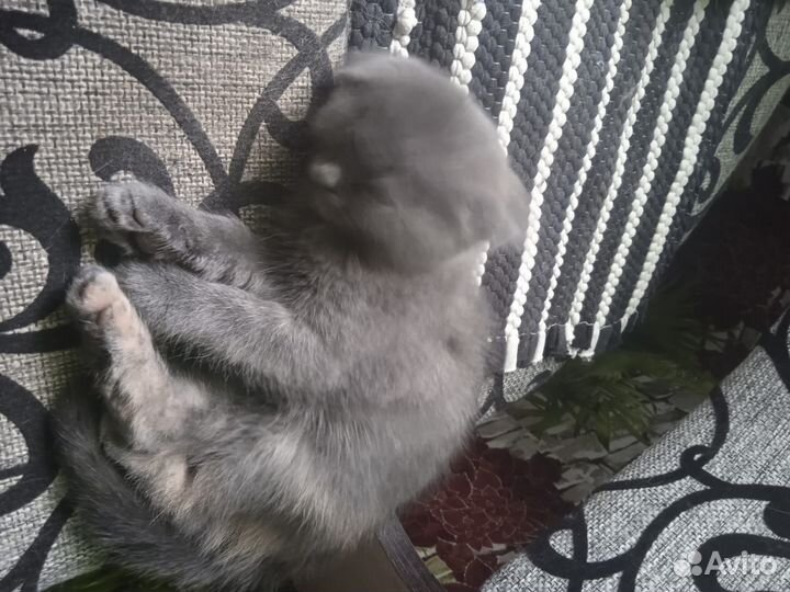 Продаються Вислоухие котята. К лотку приучены дев