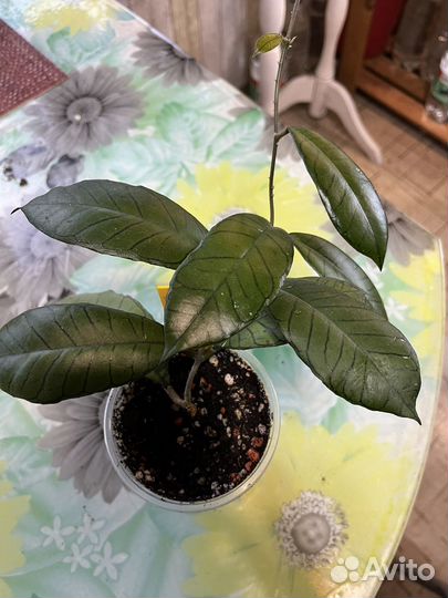 Хойя гунунг гадинг