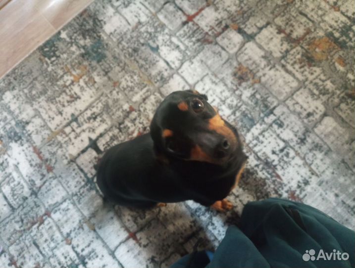 Той-терьер щенки