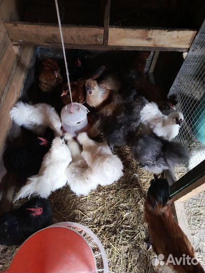 Молодые петушки